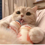 meaow