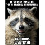 The Useless Raccoons