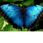 Advertising butterflies