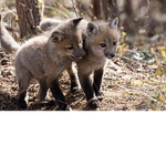 FOX_CLAN :)