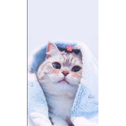 Capture the flag (Cat style)