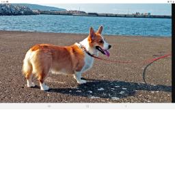 Doggo island