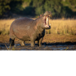 Hippo Clan official