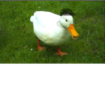 raining ducks