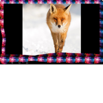 Slik fox