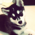 Myeowmih