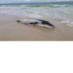 SUFFOCATING BEACHED WHALES