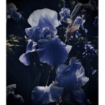 Iris’s Basement