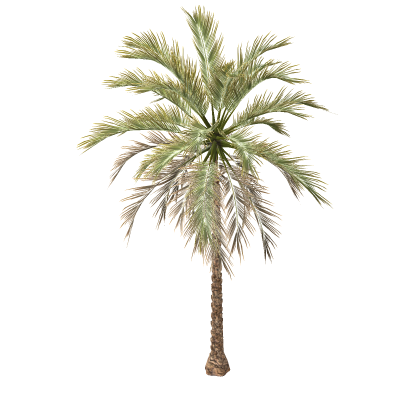  Realistic Palm Tree Coconut Tropical Island  