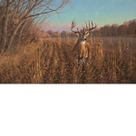 Deer/Doe Group
