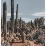 .Cactus Squad.