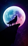 Moonlight wolf play and chat