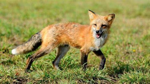 king foxes hangout [UPD 1.0 ]