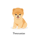 Cute Pomerania group
