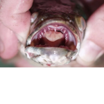 fish feet for tha win