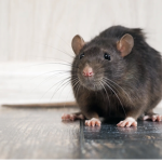 R.R.A.T RATS