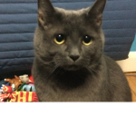 Daisy The Cat Rules!