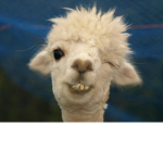 The Crazy Cool Llamas