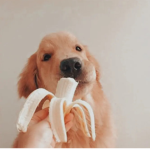 Fluff’s Pups!