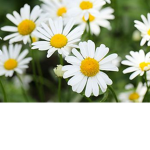daisy_fan_group