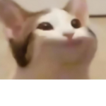POPCAT >:)