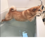 Water_doges_falls