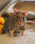 *(THE <3 RATS)*