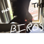 THE BIRDOS FLOCK