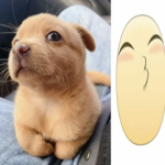 ∴∵∴ ୨୧ ∴∵∴