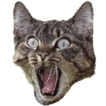 Cat Nation Clothing