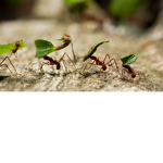 ANT-STUPODES
