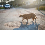 cat walking on a road