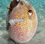 Wild Puffers