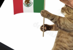 Do you have any Mexican cat