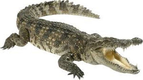Alligator Ambush 