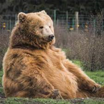 The Bear Enjoyers
