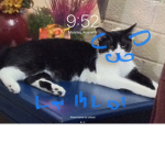 Cats are best cat cat cat