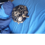 My cat is weirdddddd