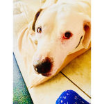 My dog Buck