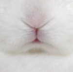 bυnnу
