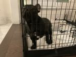 Naughty Frenchie Jail