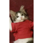 Cat's Supreme Clothing
