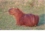 Capybaraclub