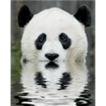 Panda Bear Empir