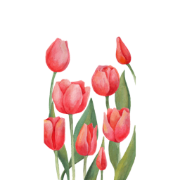 🌷~Tulip Race~🌷