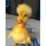 Geese :0