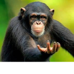 Monke With Human