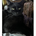 The awesome kitty cats