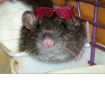 RAT CLUB JOIN OF YOUR A LIL RAT
