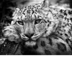 The Leopard Mafia